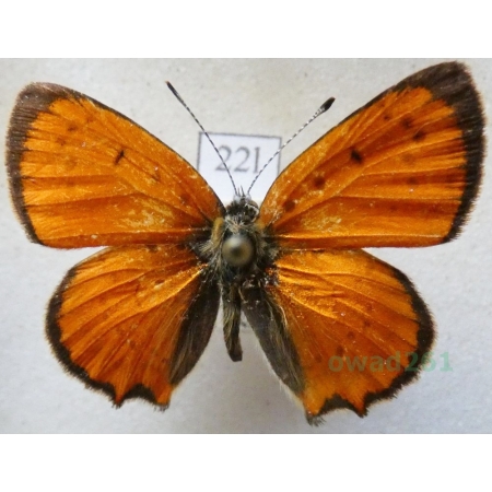 Lycaena ottomana (Lefèbvre, 1830) male Czerwończyk ottomański Bulgaria22l